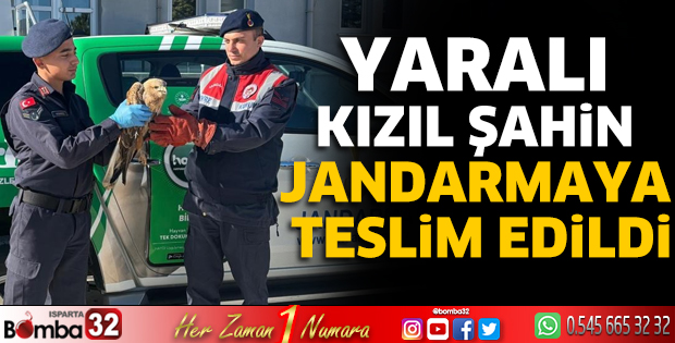 Yaralı şahin jandarmaya teslim edildi
