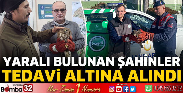 Yaralı şahinler tedavi altına alındı 
