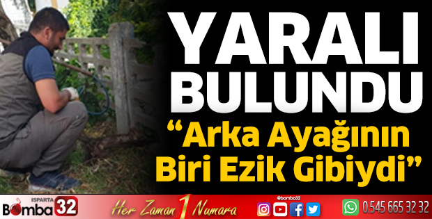 Yaralı sansar korumaya alındı