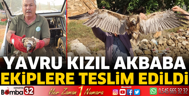 Yavru kızıl akbaba ekiplere teslim edildi