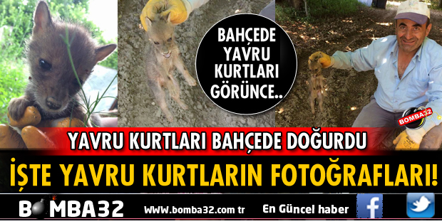 YAVRU KURTLARI BAHÇEDE DOĞURDU