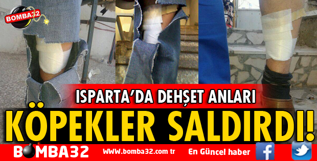 YEDİŞEHİTLERDE KÖPEK SALDIRISI