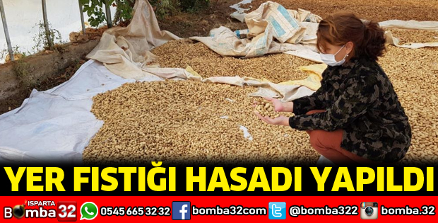 YER FISTIĞI HASADI
