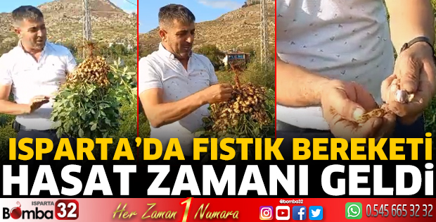 Yer fıstığı hasadı başladı