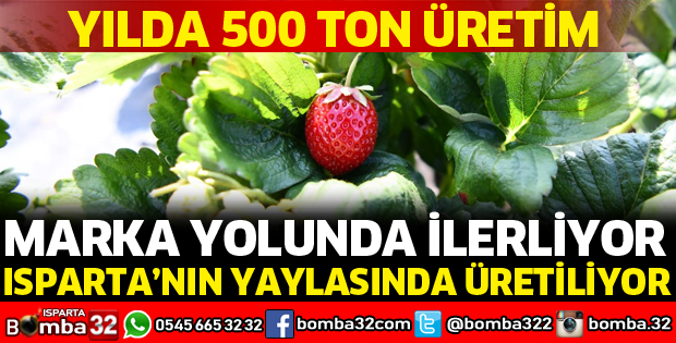 YILDA 500 TON ÇİLEK ÜRETİMİ YAPILIYOR