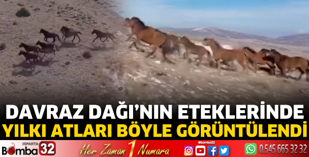 Yılkı atları böyle görüntülendi
