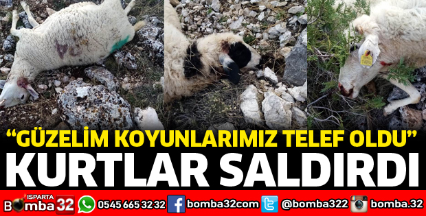 YİNE KURTLAR SALDIRDI