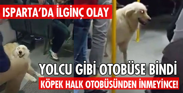 YOLCU GİBİ BİNDİ!