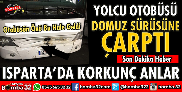 YOLCU OTOBÜSÜ DOMUZ SÜRÜSÜNE ÇARPTI