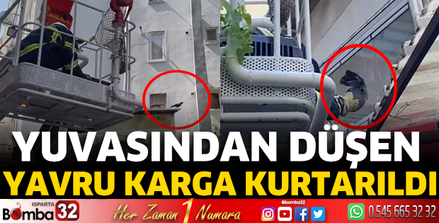 Yuvasından düşen yavru karga kurtarıldı 