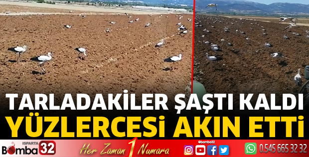 Yüzlerce leylek sürüsü tarlada