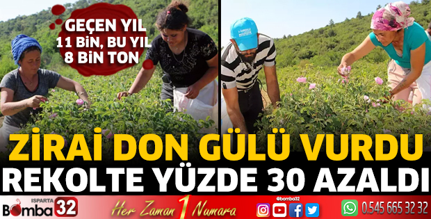 Zirai don gülü vurdu, rekolte yüzde 30 azaldı