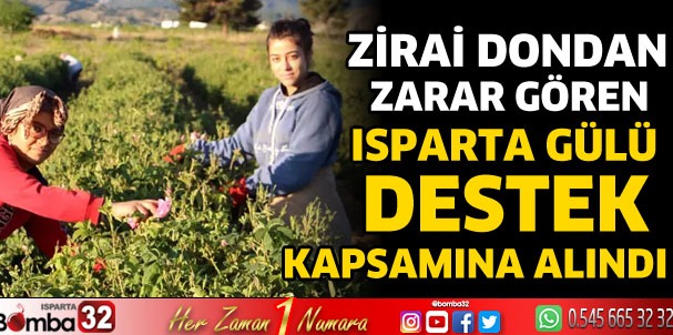 Zirai dondan zarar gören Isparta gülü destek kapsamına alındı