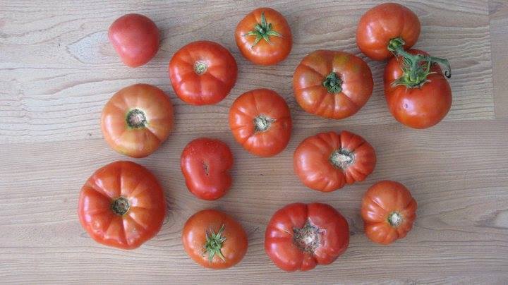 ORGANİK ISPARTA DOMATESİ
