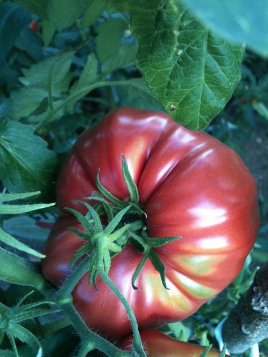 ORGANİK ISPARTA DOMATESİ