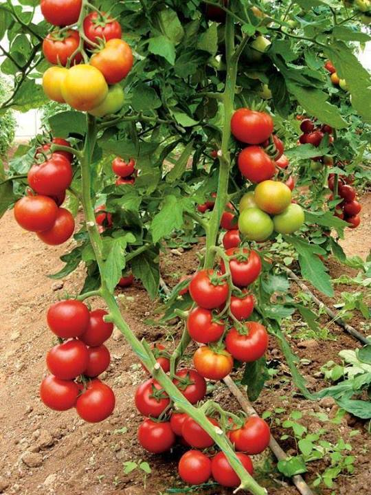 ORGANİK ISPARTA DOMATESİ