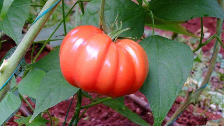 ORGANİK ISPARTA DOMATESİ