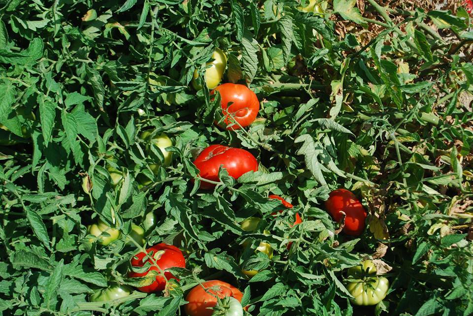 ORGANİK ISPARTA DOMATESİ