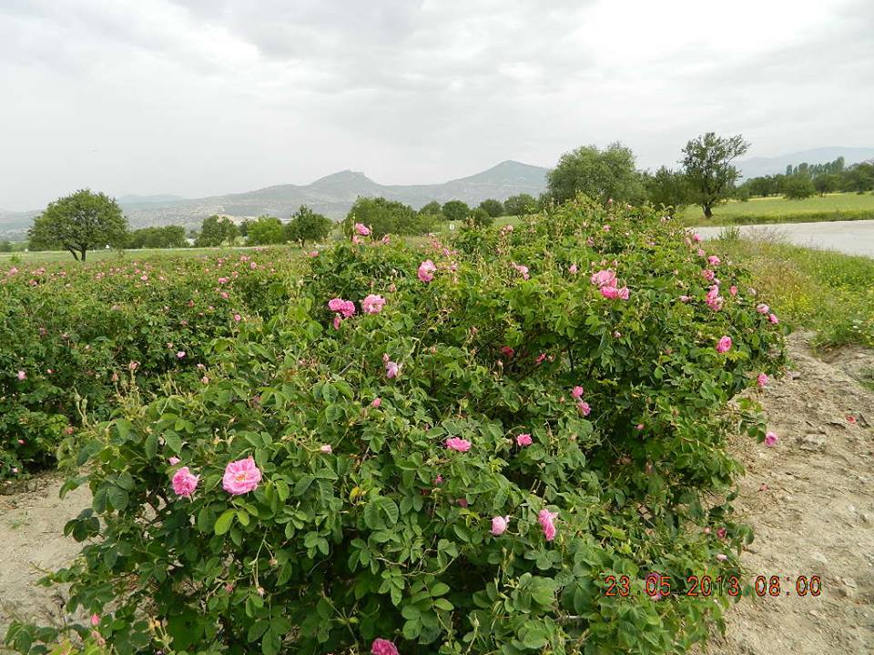 Isparta Gülü, Isparta Gül Bahçeleri